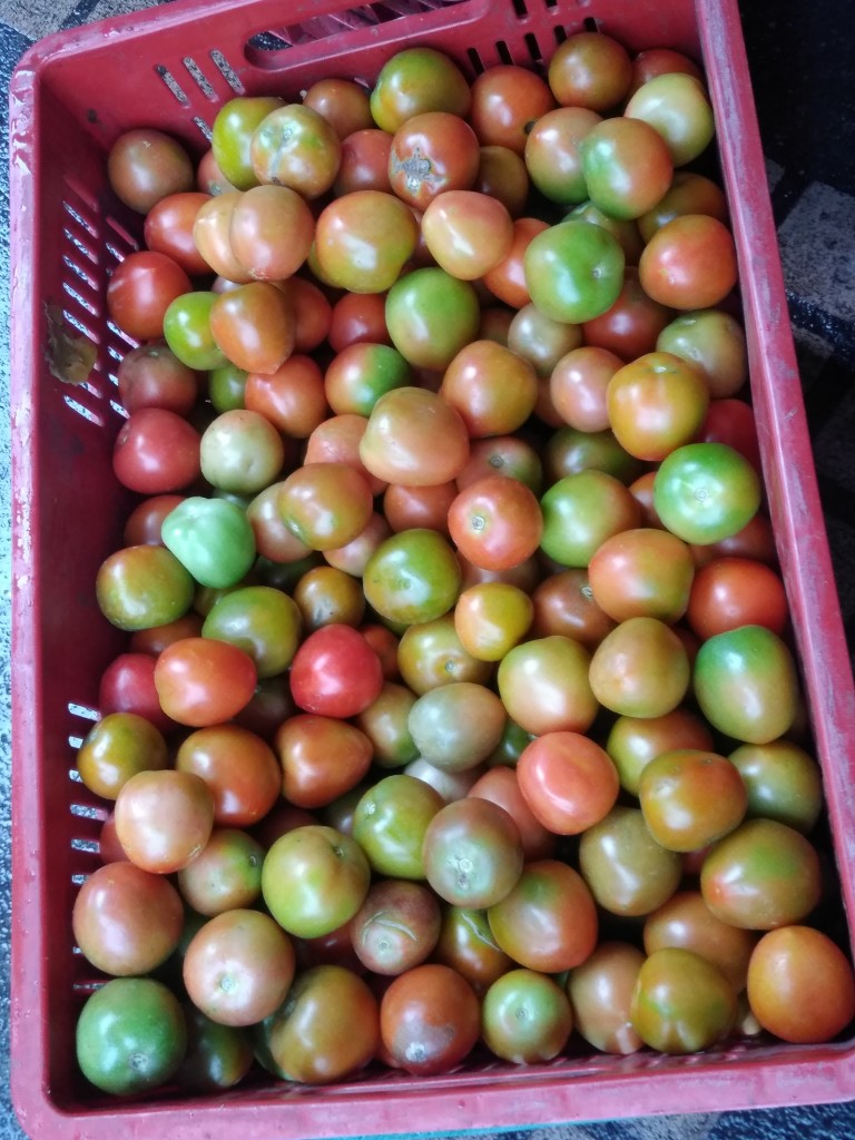 Tomate chonto parejo