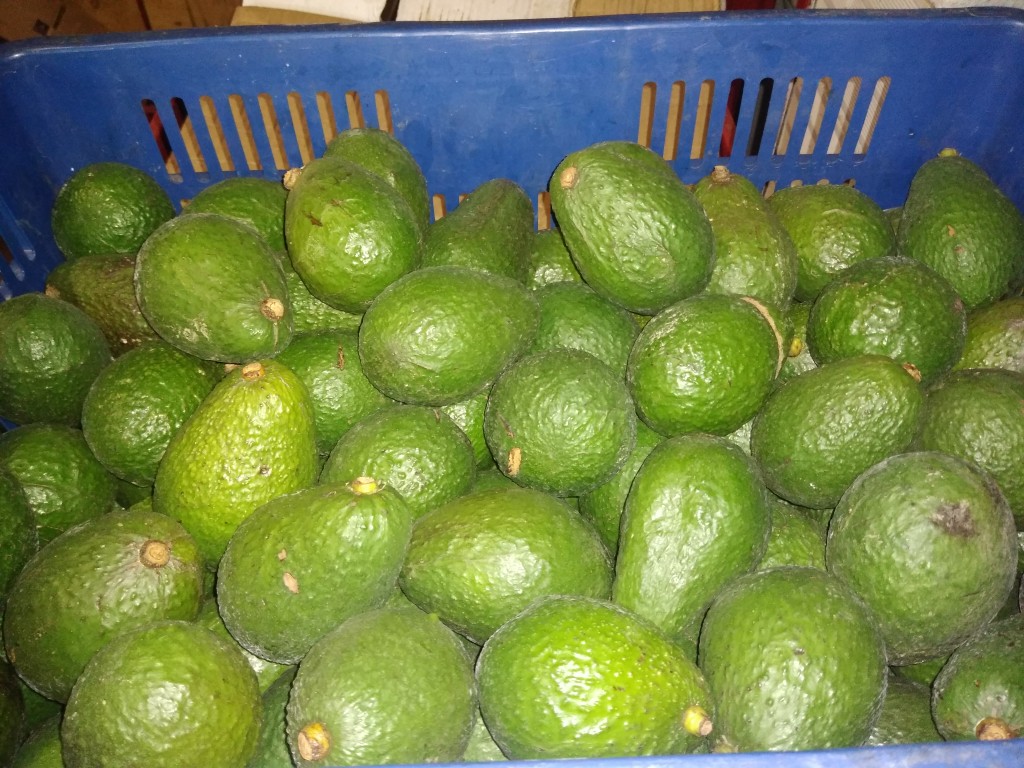 Aguacate Hass 1ra