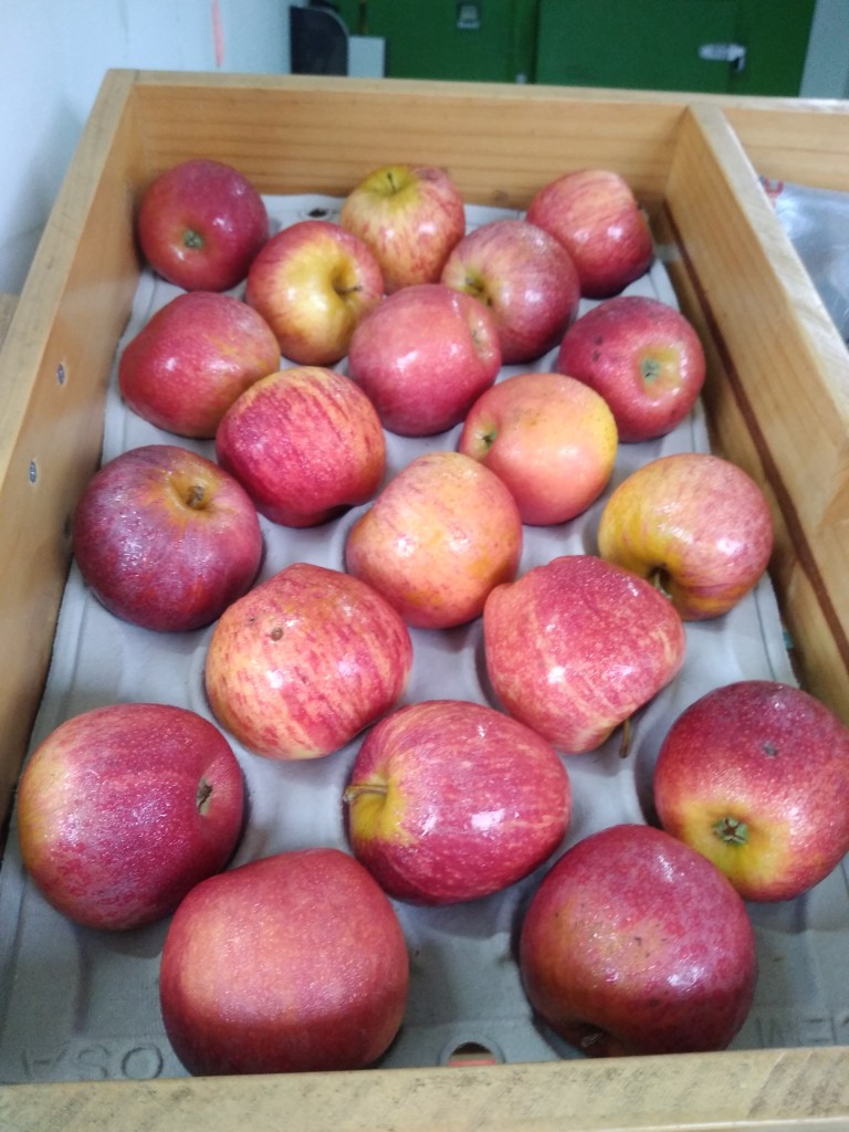 Manzana gala/calibre 100