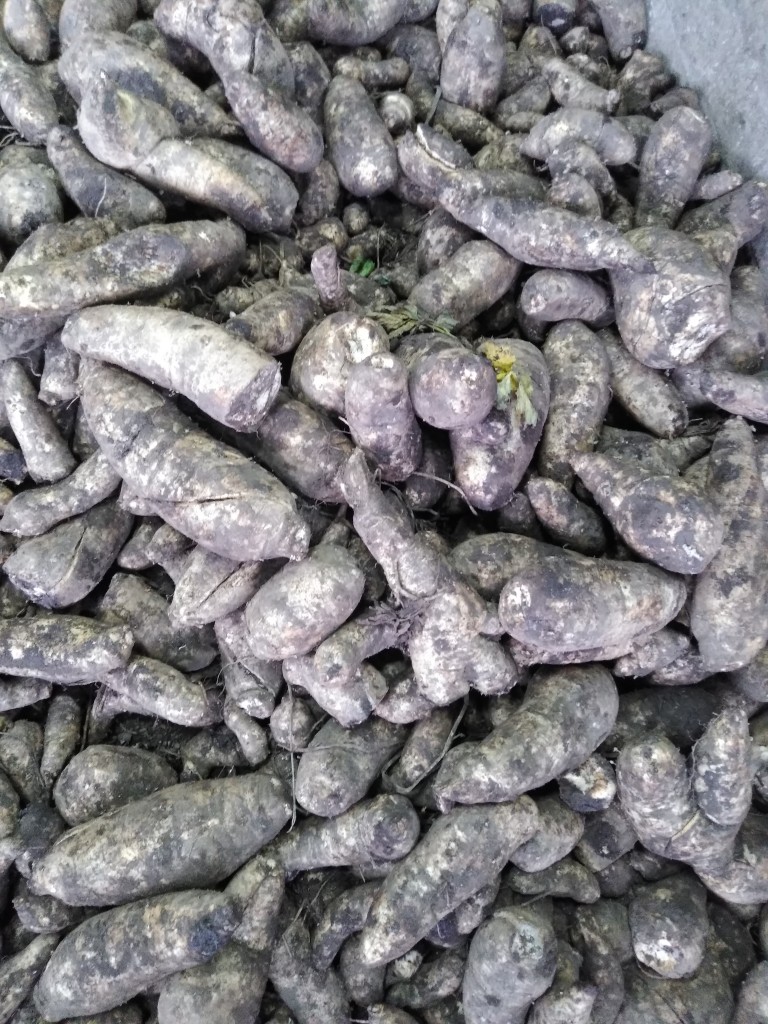 Arracacha / dovio