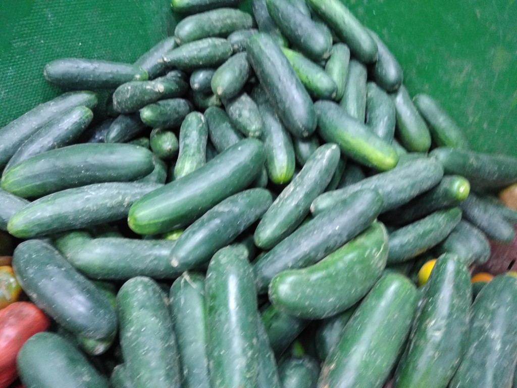 Pepino cohombro