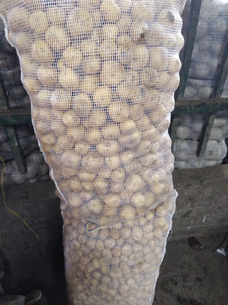 Papa criolla pastusa