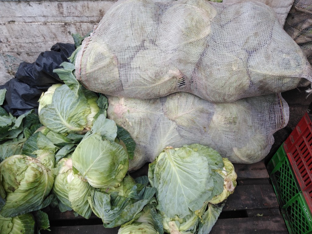 Repollo criollo