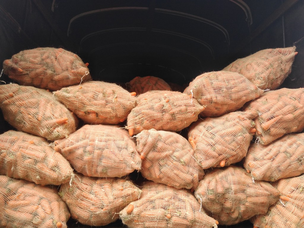 Zanahoria extra bogotana