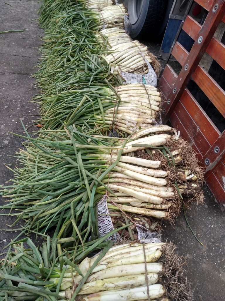 Cebolla larga bogotana