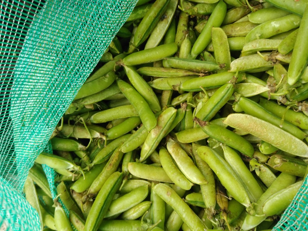 Alverja en vaina