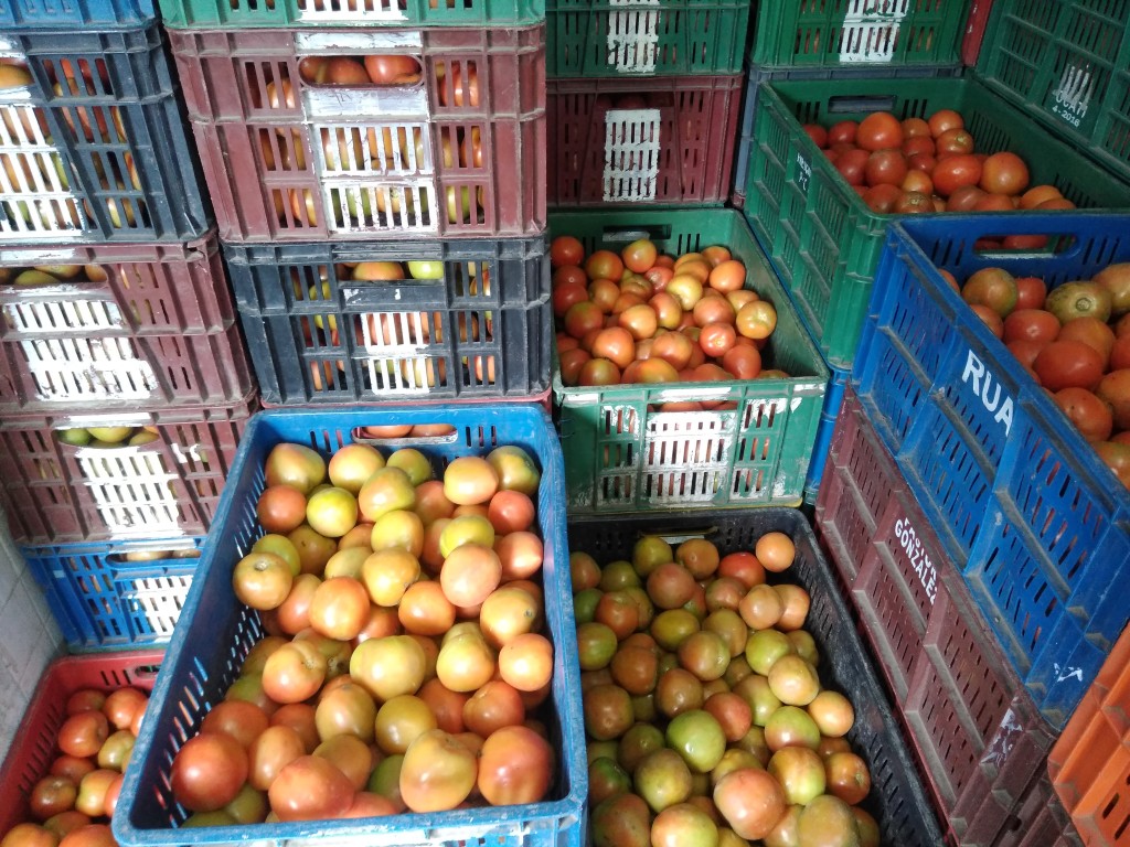 Tomate chonto
