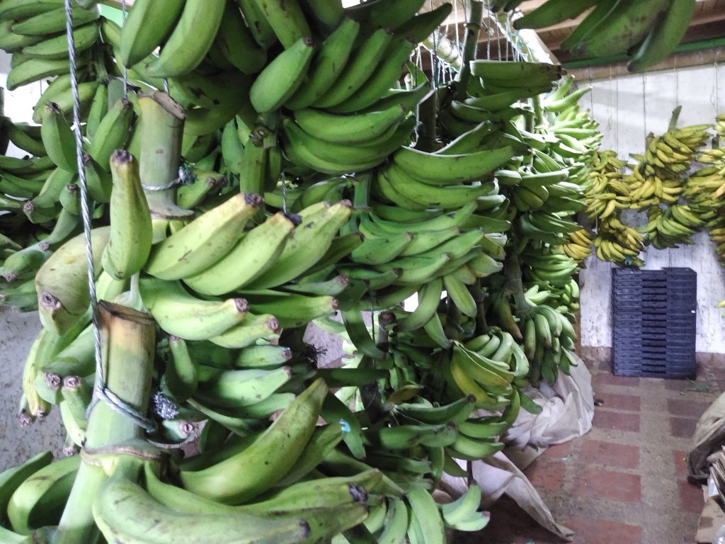 Plátano harton 1ra