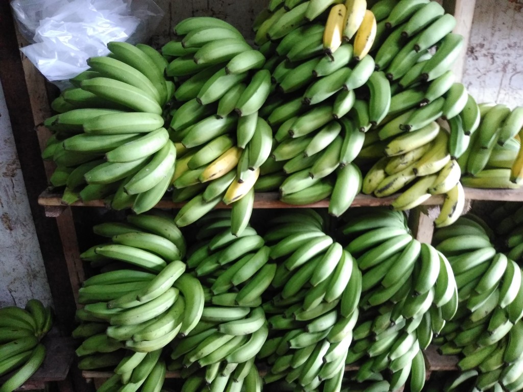 Banano criollo