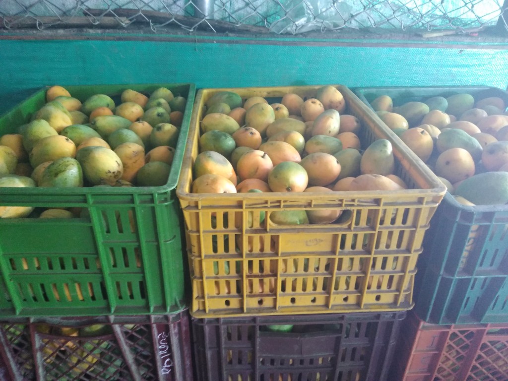 Mango de azúcar