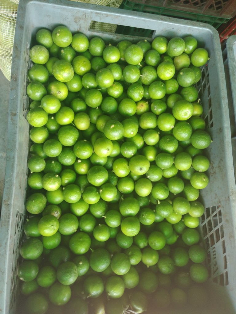 Limón pajarito