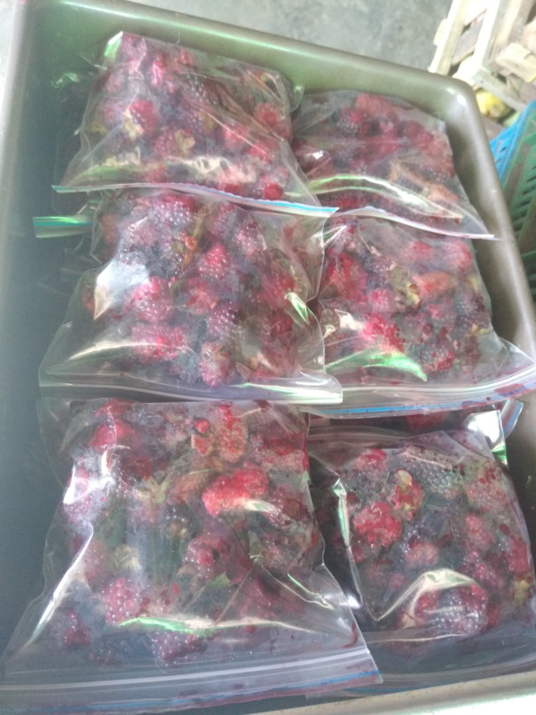 Mora roja