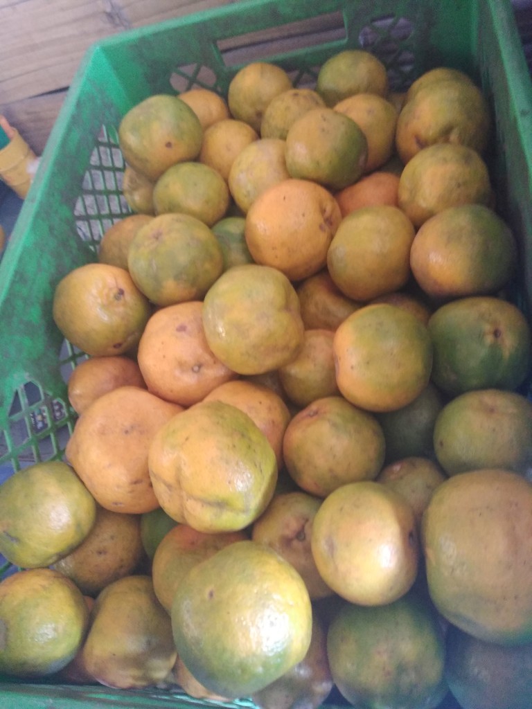 Mandarina oneco gruesa