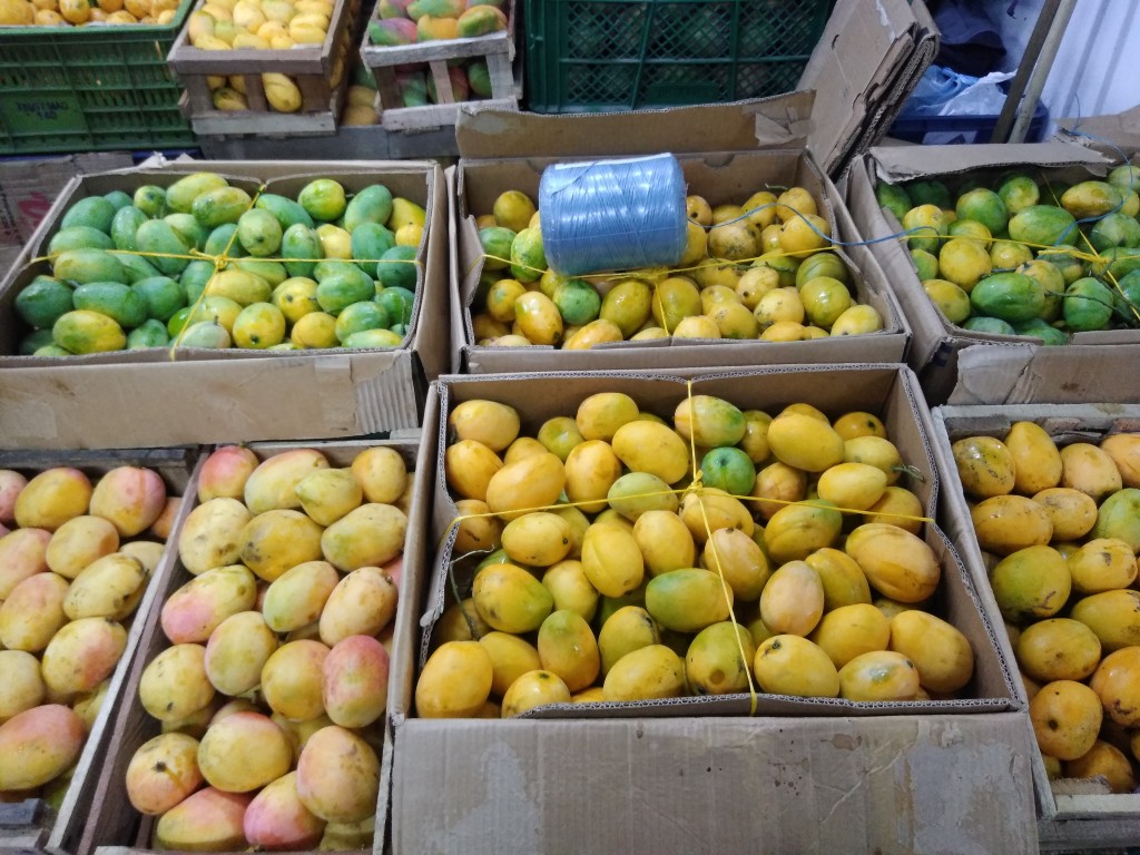 Mango de azúcar
