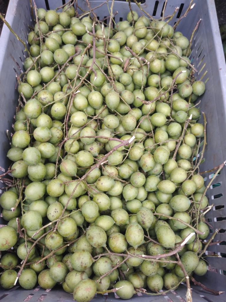 Mamoncillo