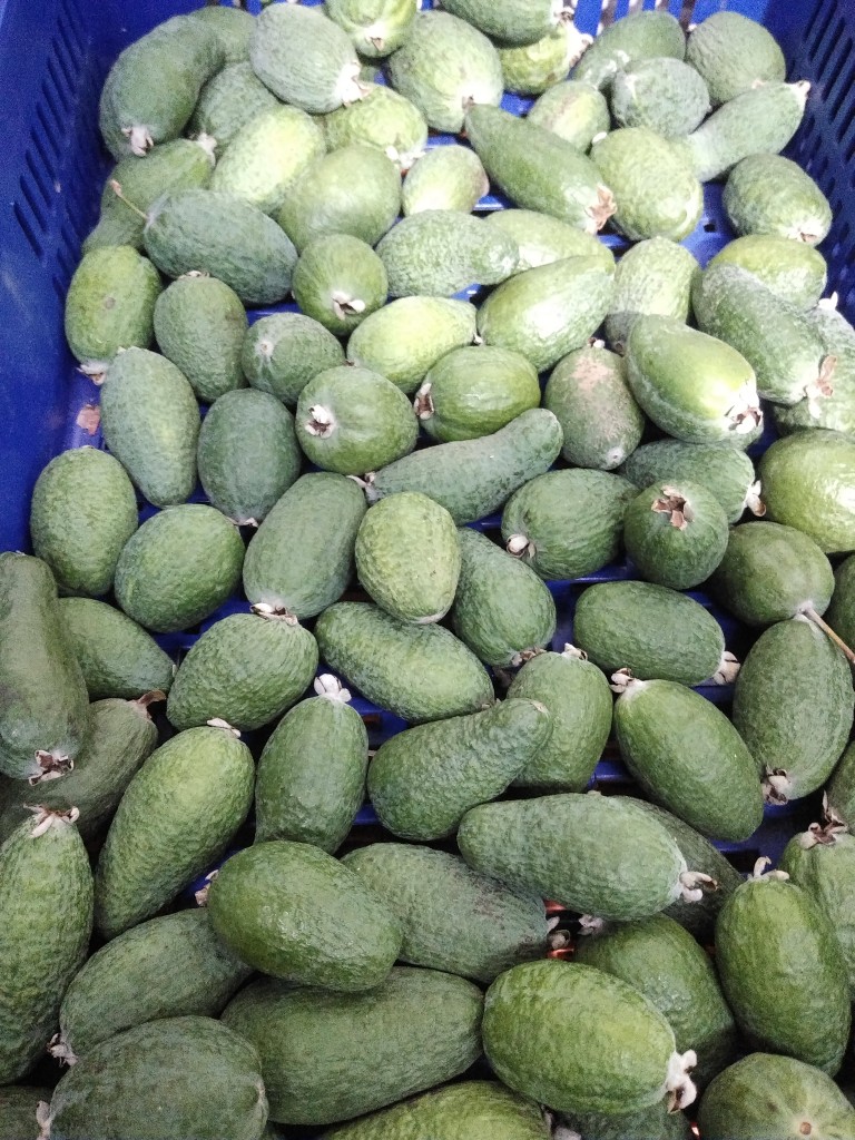 Feijoa