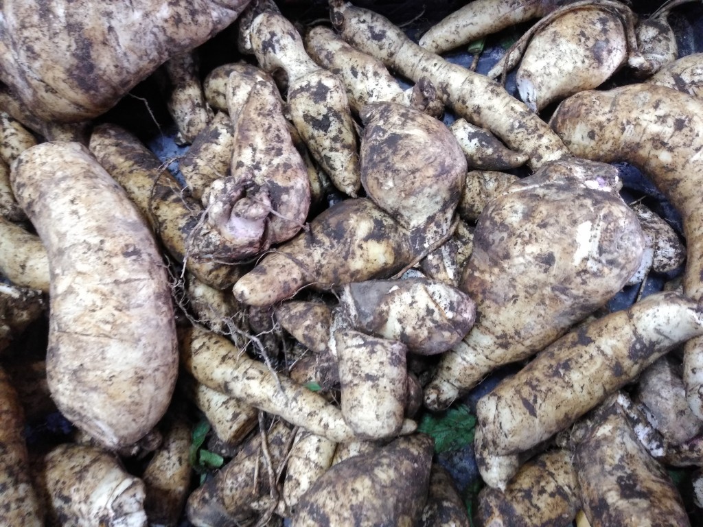 Arracacha valluna