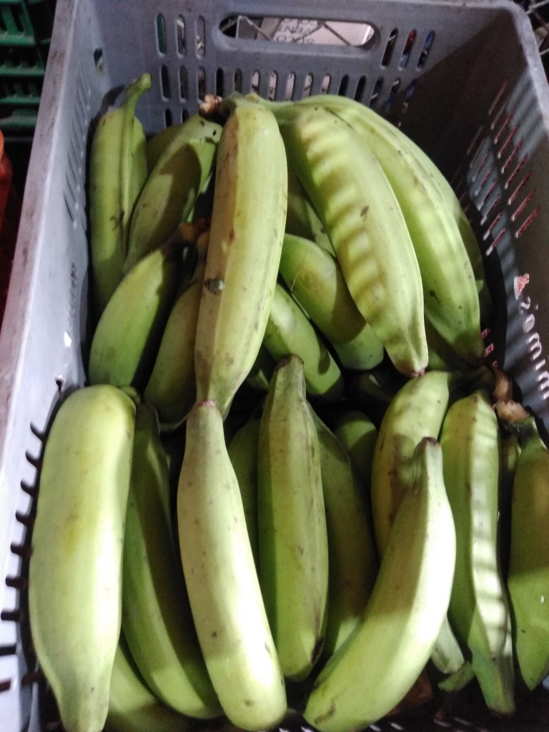 Platano Dominic harton
