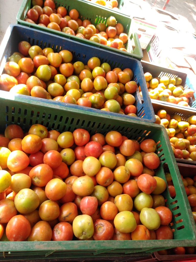 Tomate chonto