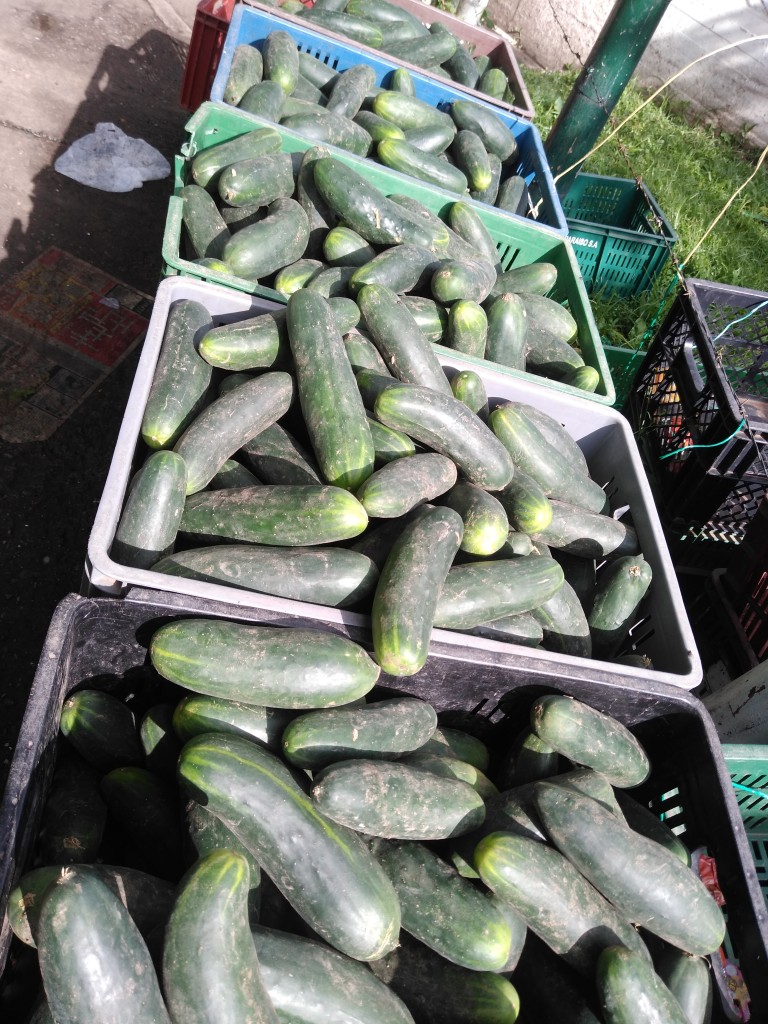 Pepino cohombro