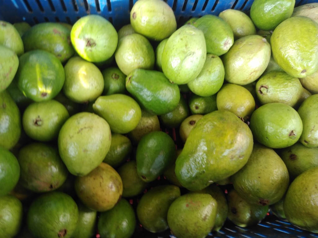 Guayaba pera