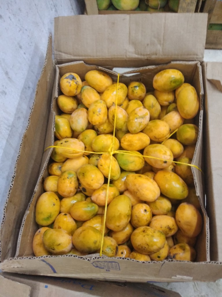 Mango de azúcar o común