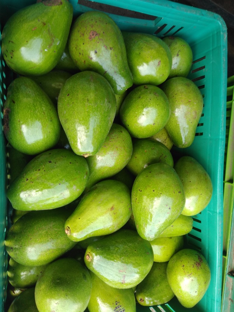 Aguacate papelillo