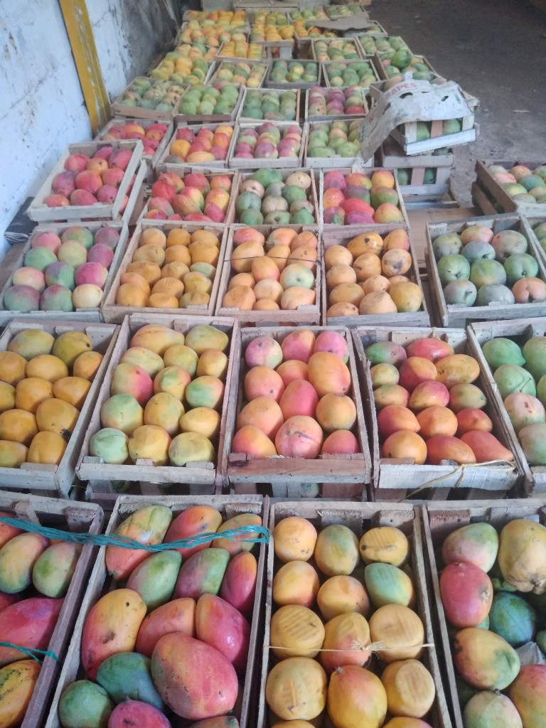 Mango manzano