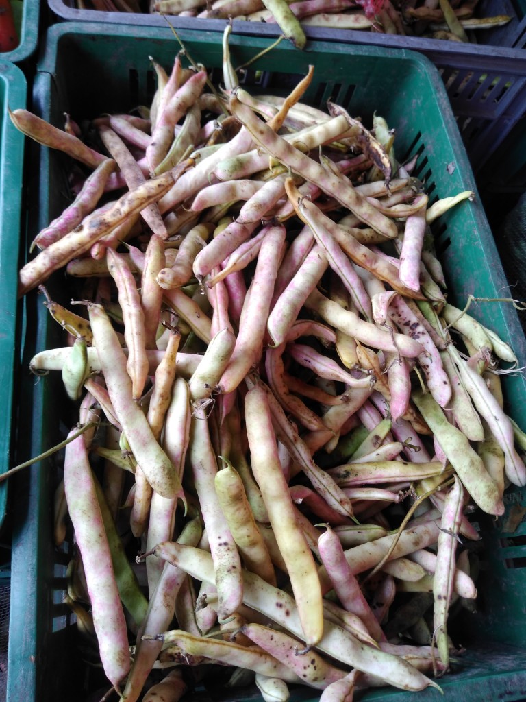 Frijol en vaina