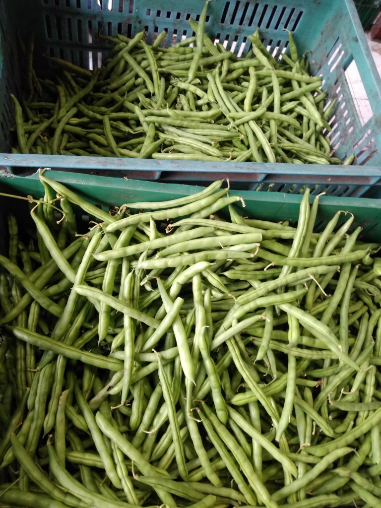 Habichuela