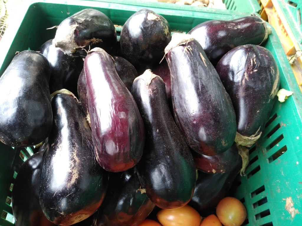 Berenjena