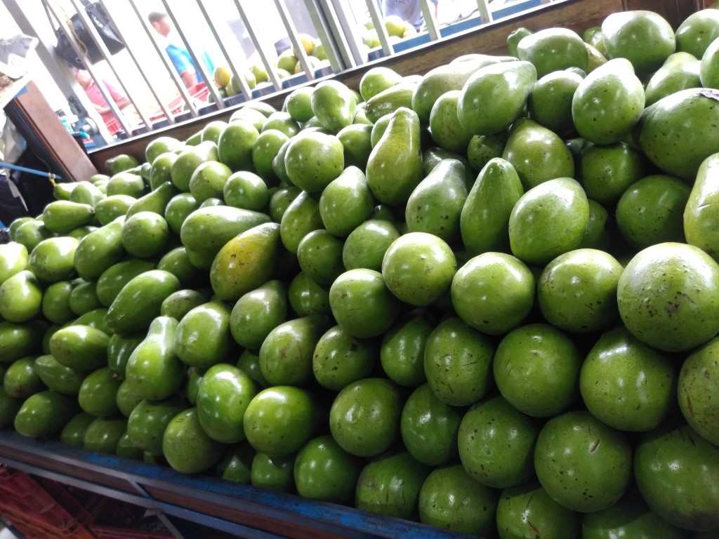 Aguacate papelillo 1ra 2000