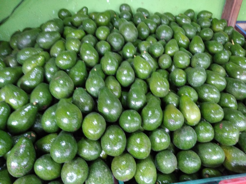 Aguacate semil