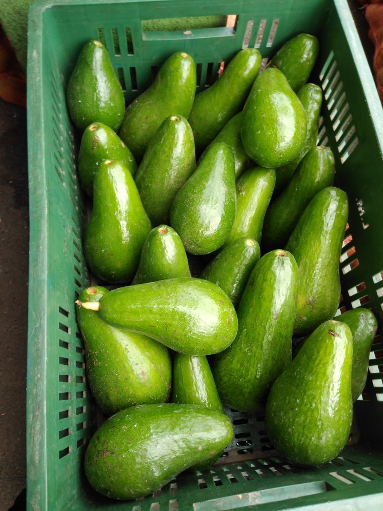 Aguacate Santana 1ra