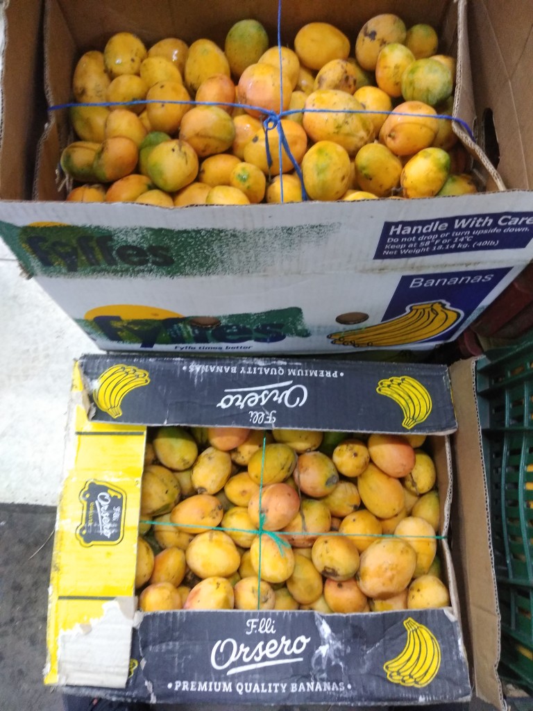 Mango de azúcar o común