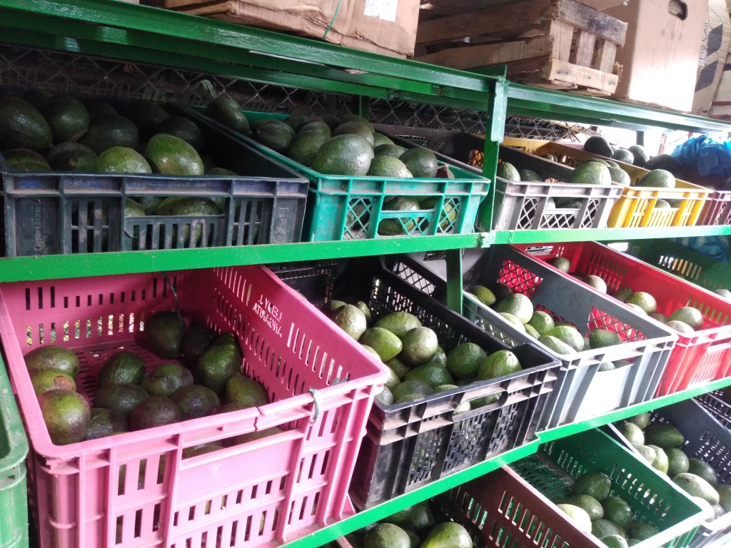 Aguacate Booth 8 2da