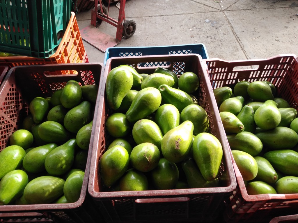 Aguacate papelillo 1ra