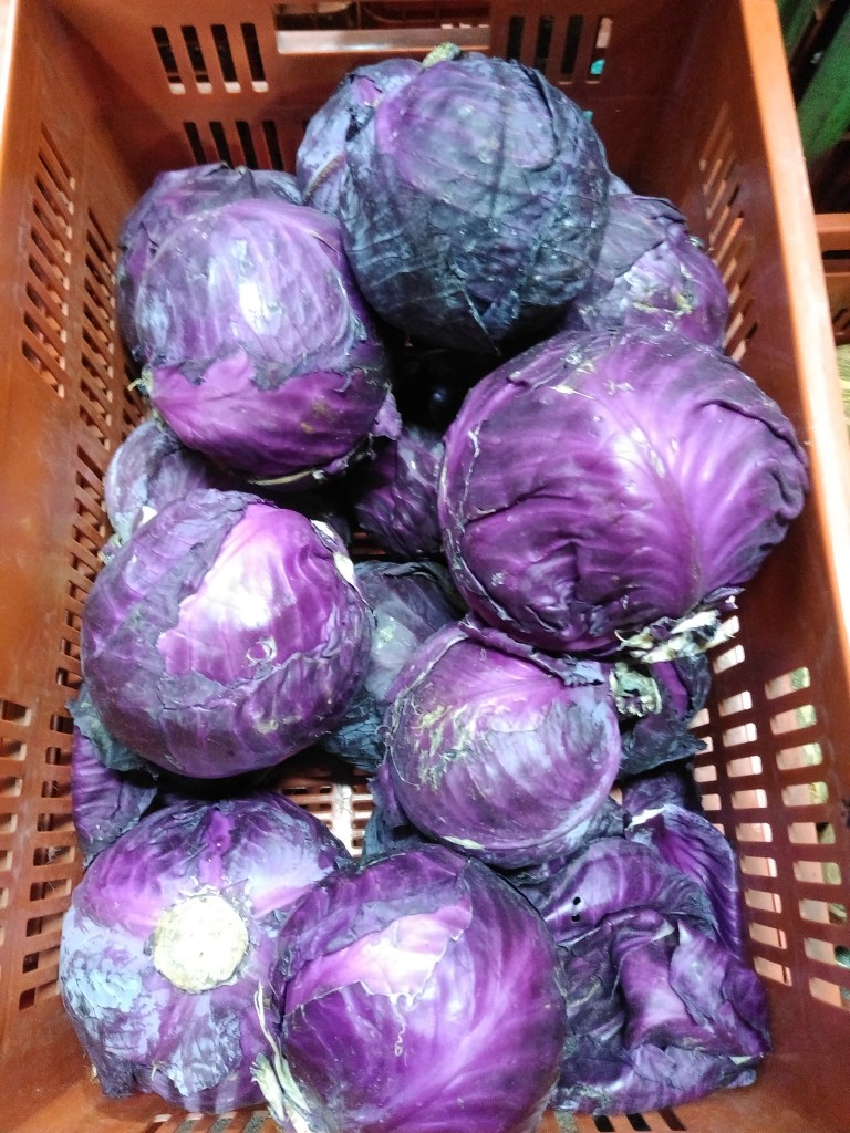 Repollo morado