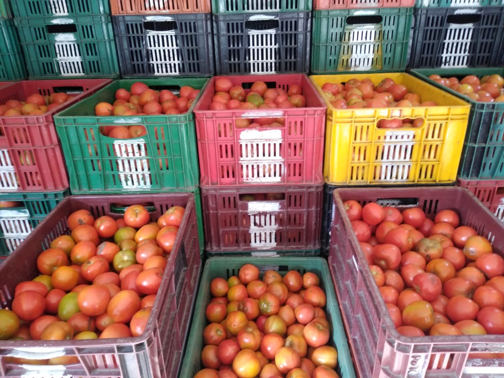 Tomate chonto