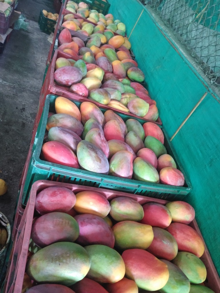 Mango yulima
