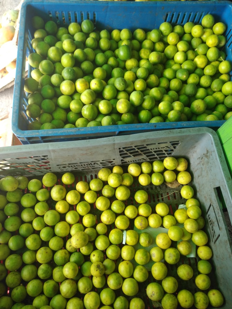 Limón pajarito