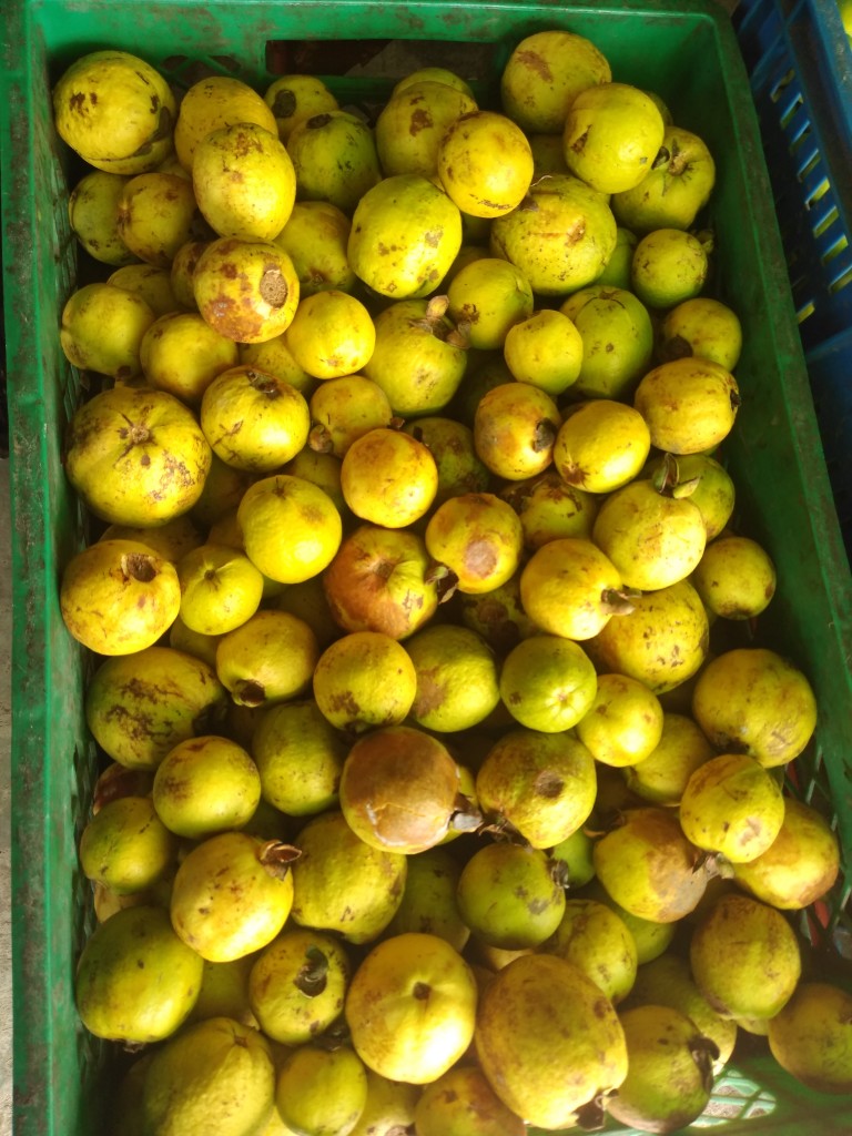 Guayaba agria