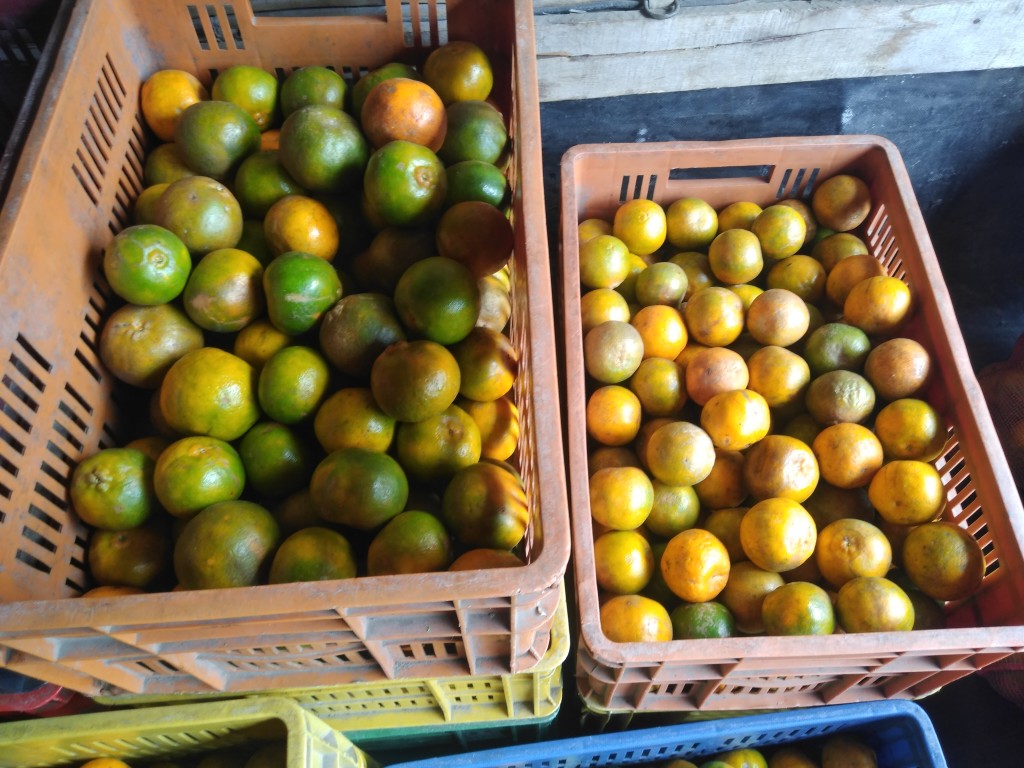 Mandarina oneco