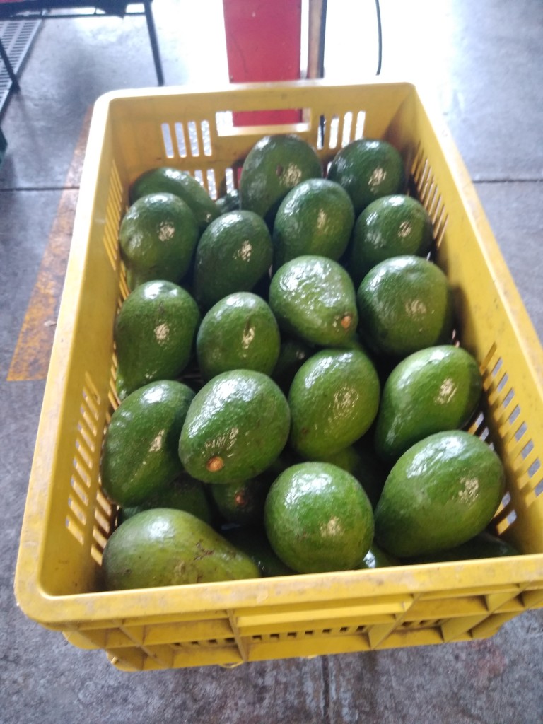 Aguacate semil 40