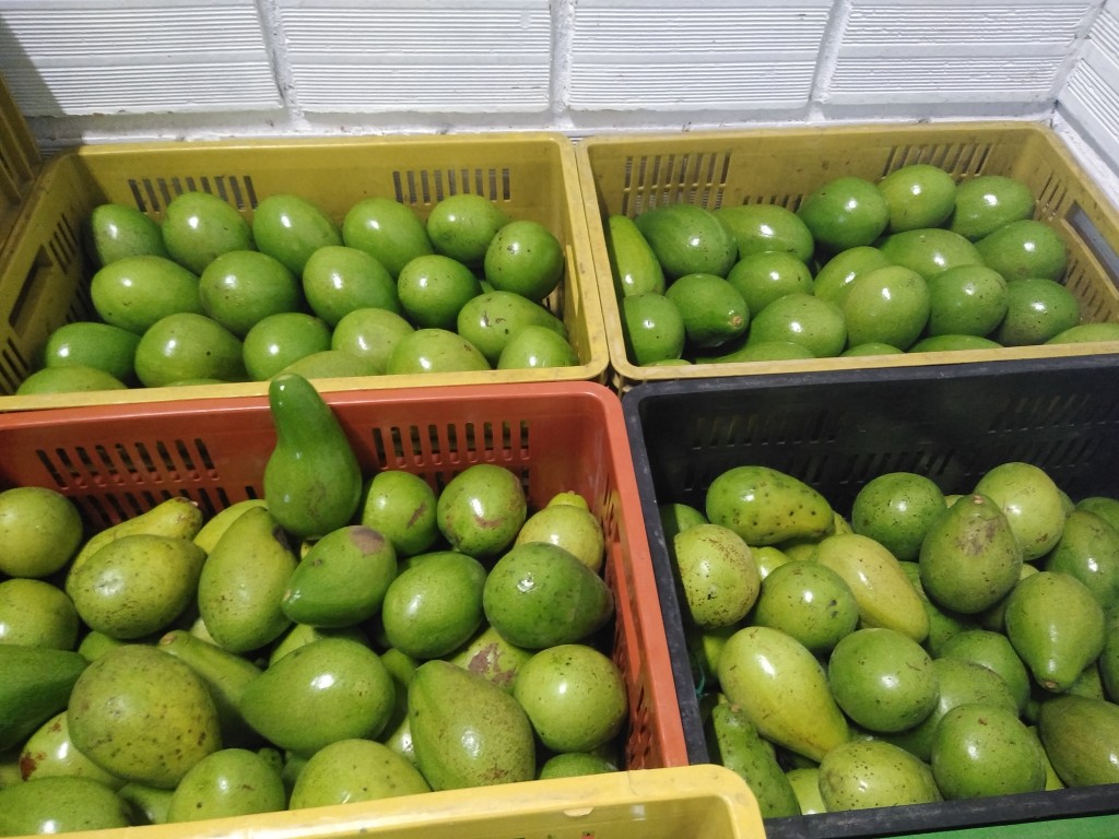 Aguacate semil 40 — foto 7 de 7