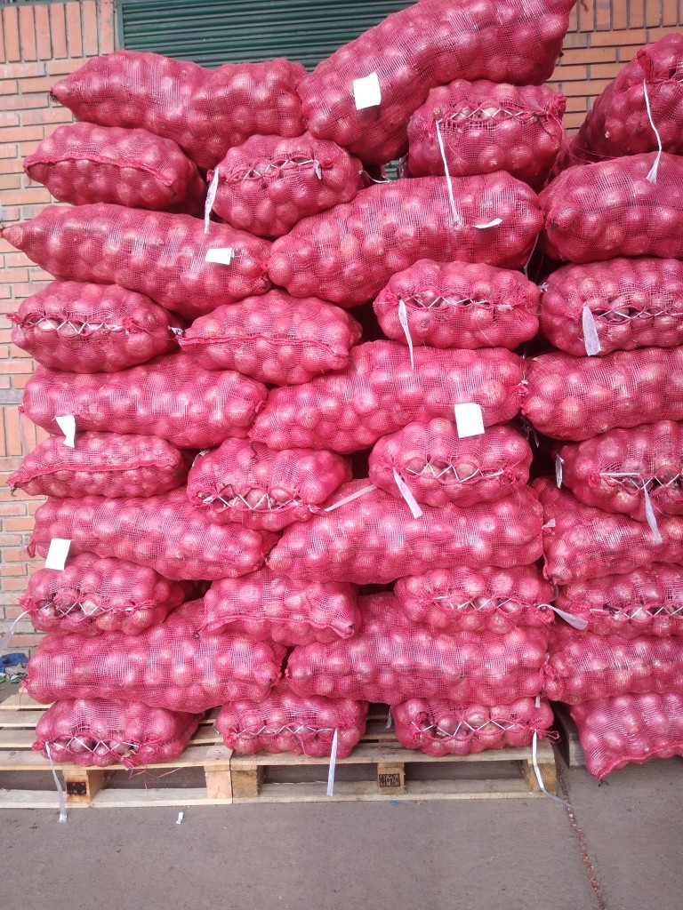 Cebolla morada Pereira