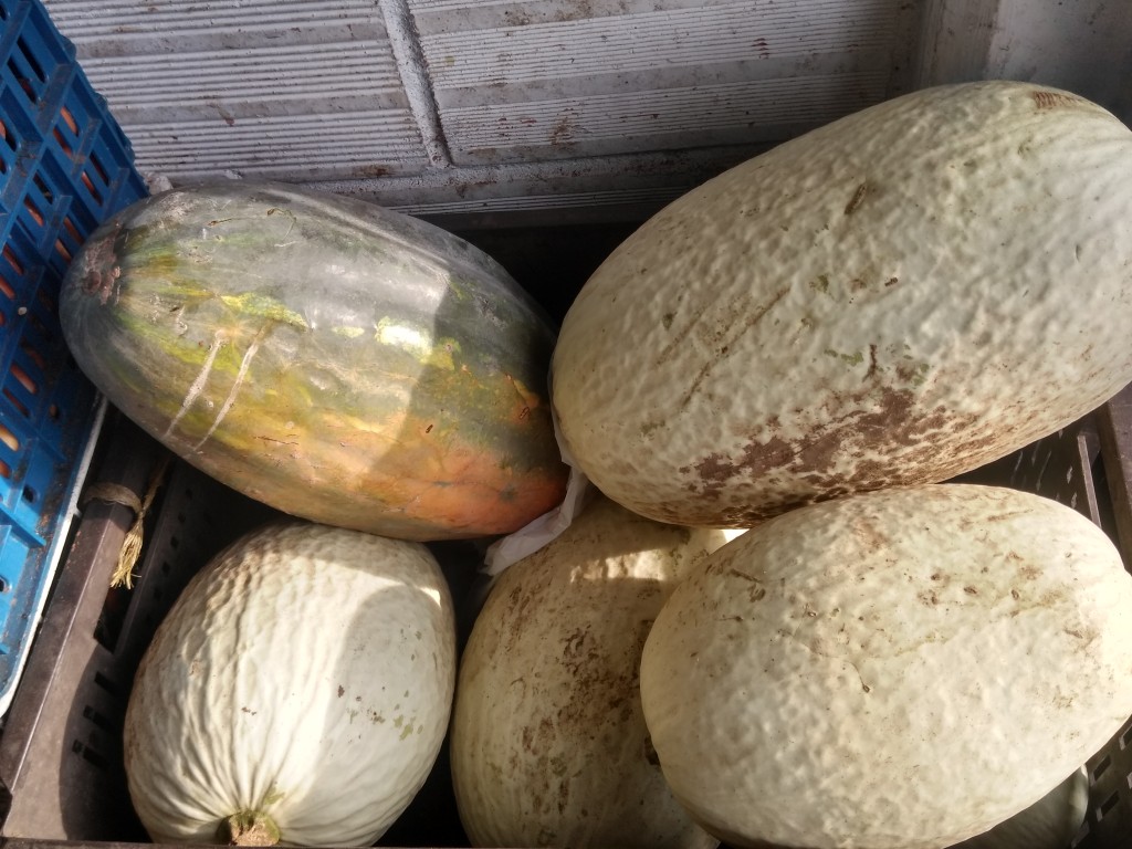 Calabaza Victoria