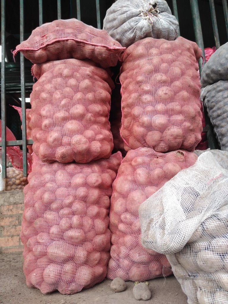 Papa roja rubi