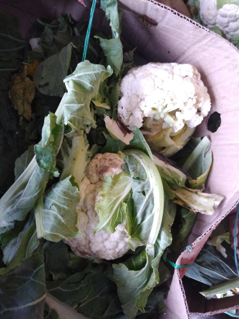 Coliflor