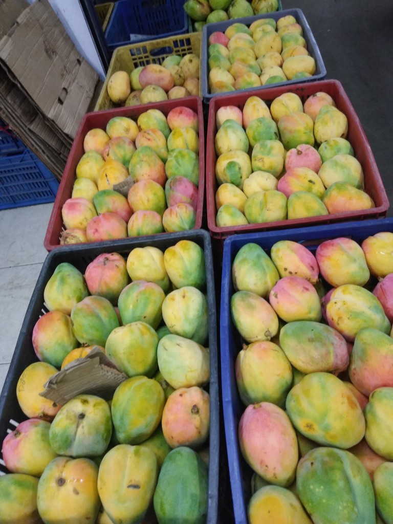 Mango manzano